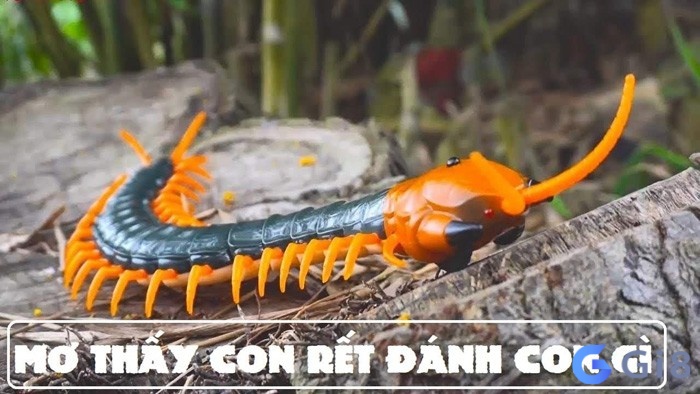 Đáp án con rết số mấy trong số đề Đáp án con rết số mấy trong số đề