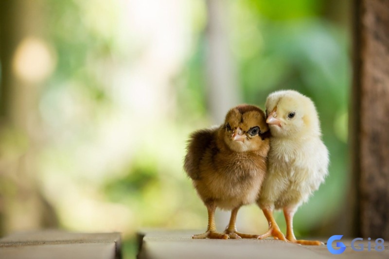 Ý nghĩa khi chiêm bao bắt gà? mơ bắt gà đánh con gì? Ý nghĩa khi chiêm bao bắt gà? mơ bắt gà đánh con gì?