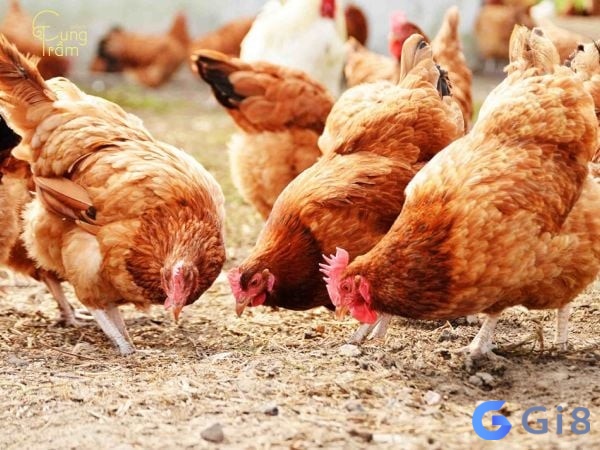 Dãy số gợi ý mơ bắt gà đánh con gì? Dãy số gợi ý mơ bắt gà đánh con gì?