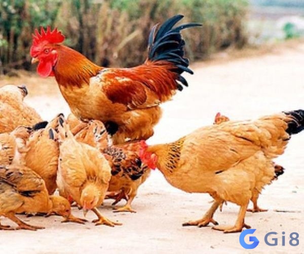 Đáp án mơ bắt gà đánh con gì chi tiết Đáp án mơ bắt gà đánh con gì chi tiết