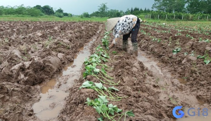 Mơ thấy trồng khoai lang là dấu hiệu không tốt Mơ thấy trồng khoai lang là dấu hiệu không tốt