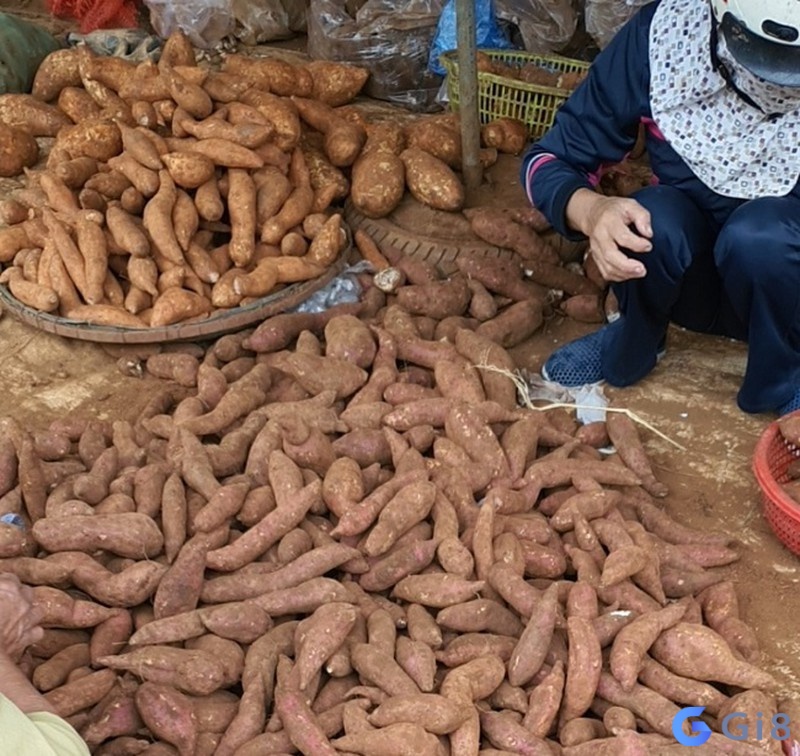 Mộng thấy đi mua khoai lang là giấc mơ không mấy tốt lành Mộng thấy đi mua khoai lang là giấc mơ không mấy tốt lành