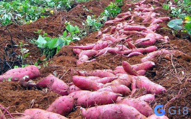 Mơ thấy đi đào khoai lang cho thấy bạn đang cố gắng rất nhiều Mơ thấy đi đào khoai lang cho thấy bạn đang cố gắng rất nhiều