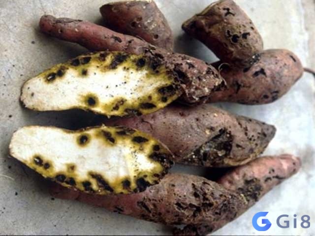 Ngủ mơ thấy củ khoai lang bị thối là điềm báo những điều xui sẽ đến Ngủ mơ thấy củ khoai lang bị thối là điềm báo những điều xui sẽ đến