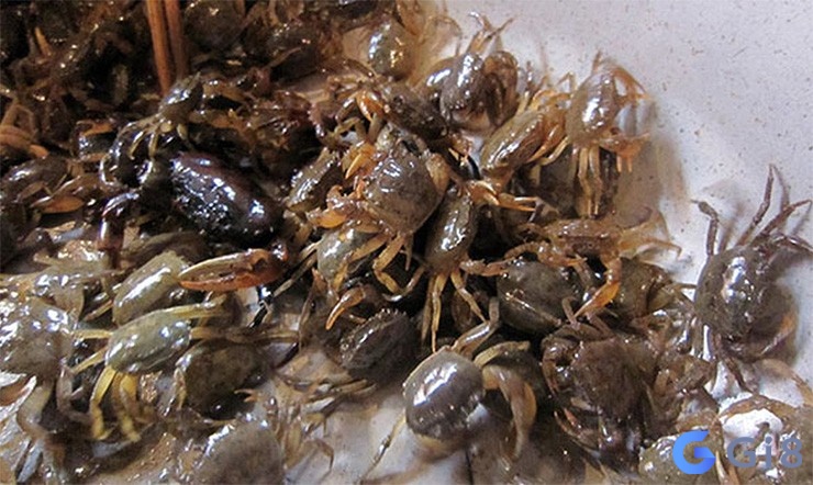 Chiêm bao thấy nhiều con cua cho thấy khó khăn sắp đến với bạn Chiêm bao thấy nhiều con cua cho thấy khó khăn sắp đến với bạn