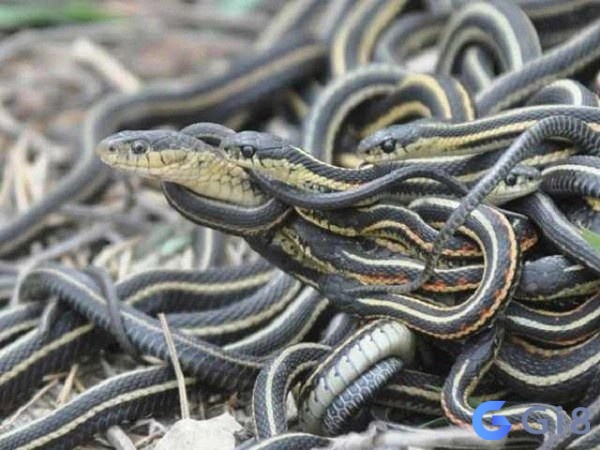 Nằm mơ thấy 3 con rắn dự báo những điều xấu sẽ xảy ra với gia đình và công việc, tài lộc của bạn Nằm mơ thấy 3 con rắn dự báo những điều xấu sẽ xảy ra với gia đình và công việc, tài lộc của bạn