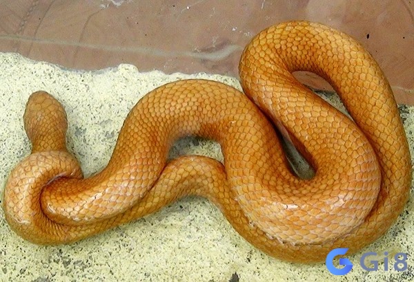 Mơ thấy rắn vàng là những dấu hiệu tốt lành cho công việc và sự nghiệp của bạn Mơ thấy rắn vàng là những dấu hiệu tốt lành cho công việc và sự nghiệp của bạn