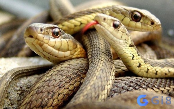 Nằm mơ thấy 3 con rắn có mang lại xui xẻo không? Chọn con số nào giúp bạn thay đổi tài vận? Nằm mơ thấy 3 con rắn có mang lại xui xẻo không? Chọn con số nào giúp bạn thay đổi tài vận?