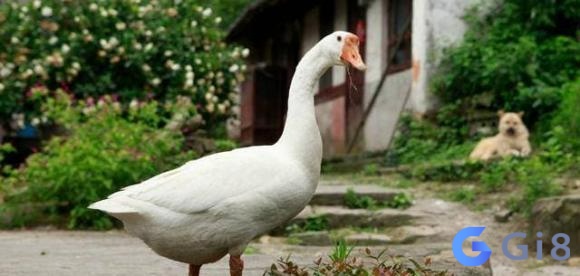 Nếu bạn thấy con ngỗng vào nhà là điềm gì? cái nào tốt và cái nào xấu? Nếu bạn thấy con ngỗng vào nhà là điềm gì? cái nào tốt và cái nào xấu?