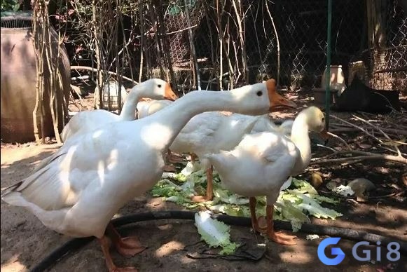 Ngỗng vào nhà là điềm gì – nên xét vị trí bạn thấy nó: trong sân, trong phòng… để phán đoán ngỗng vào nhà là điềm gì? Làm sao phân biệt tốt hay xấu