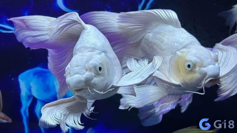 Mộng thấy nuôi cá trắng mang theo điềm tốt cho công việc Mộng thấy nuôi cá trắng mang theo điềm tốt cho công việc