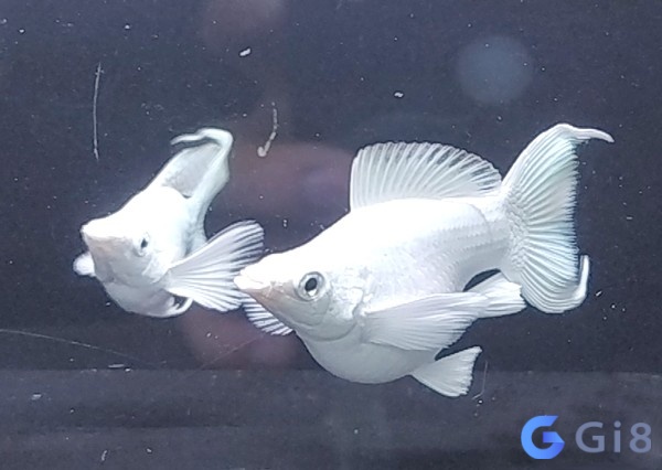 Mơ thấy cá trắng chứa đựng nhiều điềm báo tâm linh Mơ thấy cá trắng chứa đựng nhiều điềm báo tâm linh