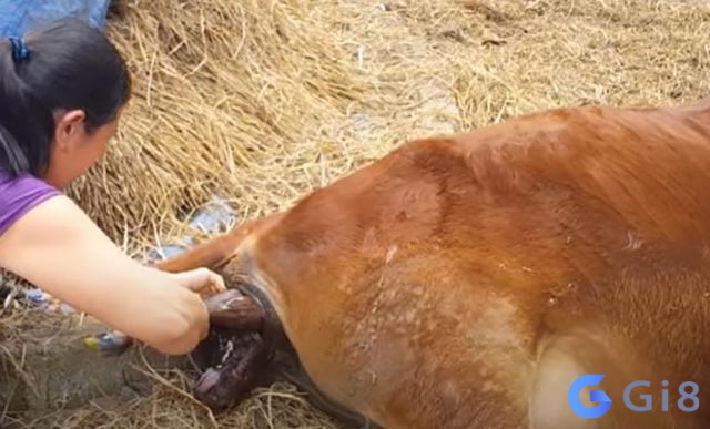 Mơ thấy bò đẻ dự báo tốt, gặt hái thành công trong công việc Mơ thấy bò đẻ dự báo tốt, gặt hái thành công trong công việc