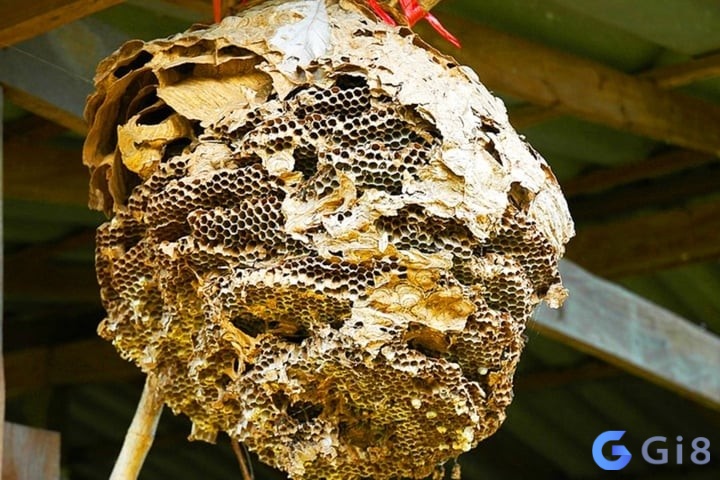 Mơ thấy phá tổ ong cho thấy bạn đang rất cố gắng giải quyết một vấn đề gì đó Mơ thấy phá tổ ong cho thấy bạn đang rất cố gắng giải quyết một vấn đề gì đó