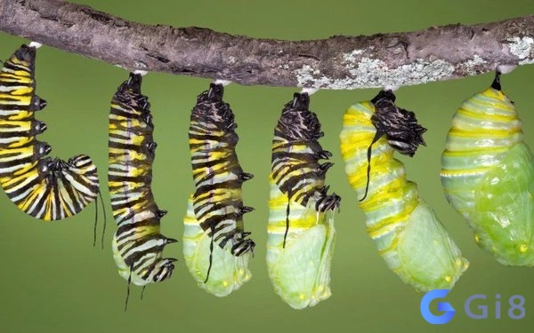 Mơ thấy nhiều con sâu là dấu hiệu của áp lực Mơ thấy nhiều con sâu là dấu hiệu của áp lực