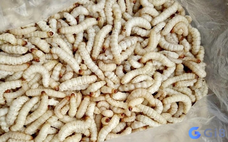 Nằm mơ thấy sâu màu trắng là lời khuyên hãy giữ tinh thần trong sạch trong mọi chuyện Nằm mơ thấy sâu màu trắng là lời khuyên hãy giữ tinh thần trong sạch trong mọi chuyện