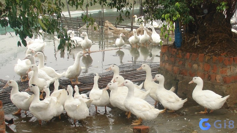 Nằm mơ thấy đàn vịt khuyến khích bạn trong việc làm việc nhóm Nằm mơ thấy đàn vịt khuyến khích bạn trong việc làm việc nhóm