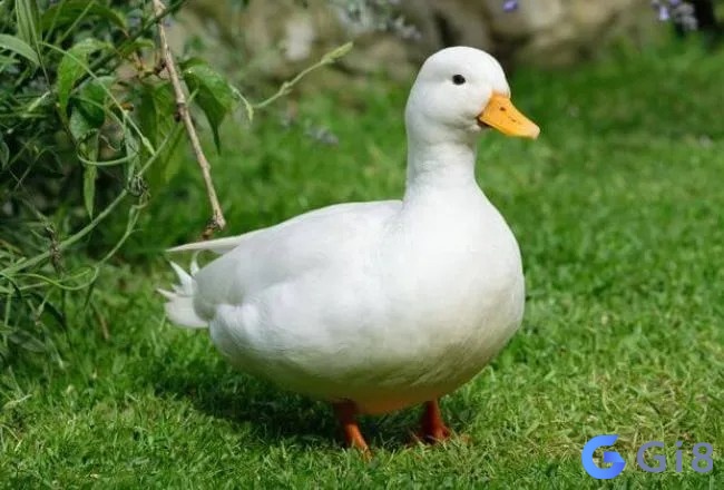Giấc mơ thấy con vịt trắng khiến cho nhiều người hứng thú 
