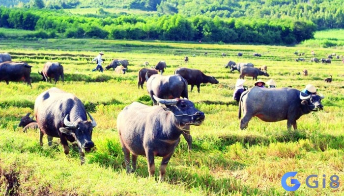 Mơ thấy con trâu đánh đề số gì – mơ thấy trâu ăn cỏ thì đánh thử 09 xem bạn nhé Mơ thấy con trâu đánh đề số gì - mơ thấy trâu ăn cỏ thì đánh thử 09 xem bạn nhé