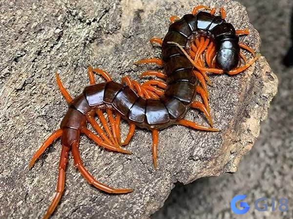 Gia chủ tiên đoán được tương lai khi mơ thấy rết Giấc mơ thấy rết giúp dự đoán chuyện tương lai