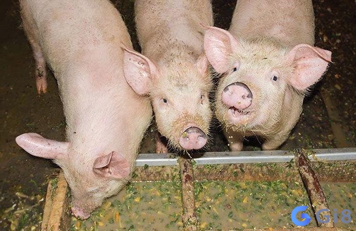 Mộng thấy cho heo ăn dự báo thịnh vượng Mộng thấy cho heo ăn là dấu hiệu của sự thịnh vượng