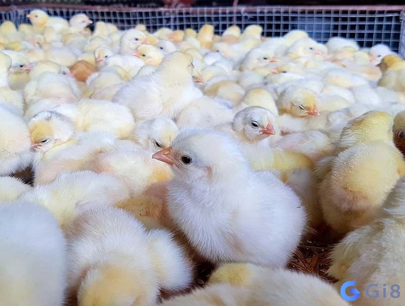 Mơ thấy nhiều gà con màu trắng ám chỉ rằng bạn đang ở trong một giai đoạn tươi sáng Mơ thấy nhiều gà con màu trắng ám chỉ rằng bạn đang ở trong một giai đoạn tươi sáng