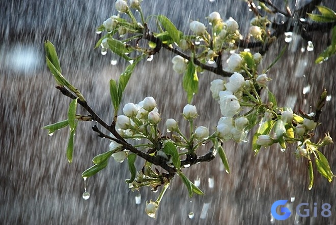 Nằm mơ thấy trời mưa chứa đựng phía sau dự báo tương lai Nằm mơ thấy trời mưa chứa đựng phía sau dự báo tương lai