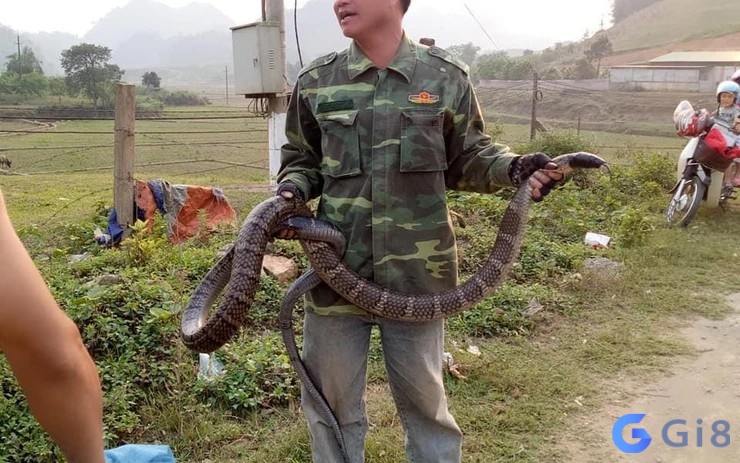 Mơ thấy bắt rắn mang tới những ẩn ý tâm linh cho gia chủ Mơ thấy bắt rắn mang tới những ẩn ý tâm linh cho gia chủ