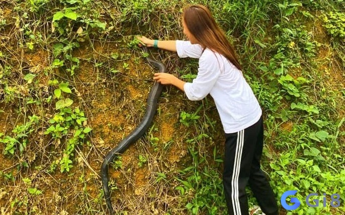 Mơ thấy bắt rắn có nhiều tình tiết thú vị xảy ra Mơ thấy bắt rắn có nhiều tình tiết thú vị xảy ra