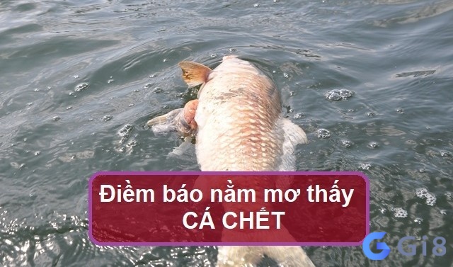 Khi bạn mơ thấy cá chết thì sắp tới bạn sẽ gặp khó khăn về mặt tài chính Khi bạn mơ thấy cá chết thì sắp tới bạn sẽ gặp khó khăn về mặt tài chính