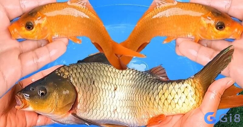 Dấu hiệu bạn sắp nhận món quà từ người thân khi bạn mơ thấy ai tặng cá cho mình Dấu hiệu bạn sắp nhận món quà từ người thân khi bạn mơ thấy ai tặng cá cho mình