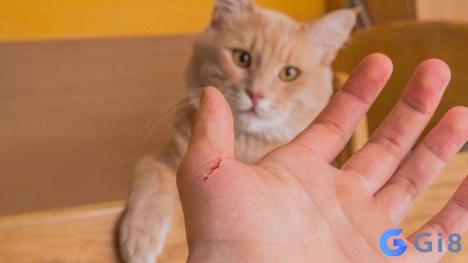 Mơ thấy mèo cắn là điềm mâu thuẫn, xung đột trong các mối quan hệ