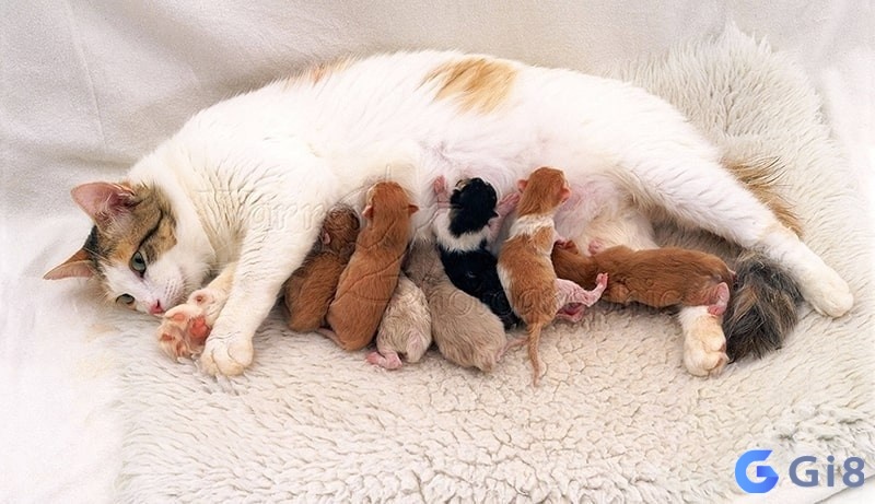 Mơ thấy mèo đẻ con báo hiệu sự phát triển và những khởi đầu mới