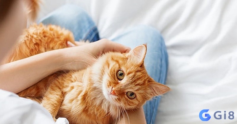 Mơ thấy con mèo đánh số gì là thông tin được nhiều người tìm kiếm